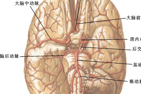 Anwendung des neurophysiologischen Monitorings bei der Karotisendarteriektomie